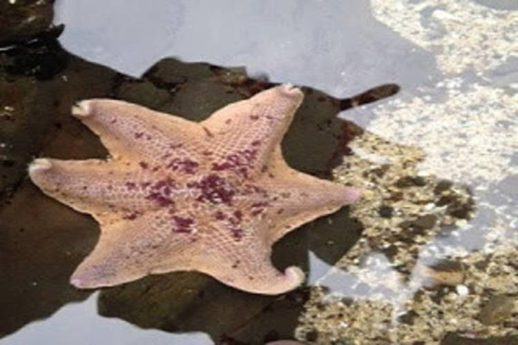 Oberlin Club of San Francisco Bay Area: Tidepool Tour 